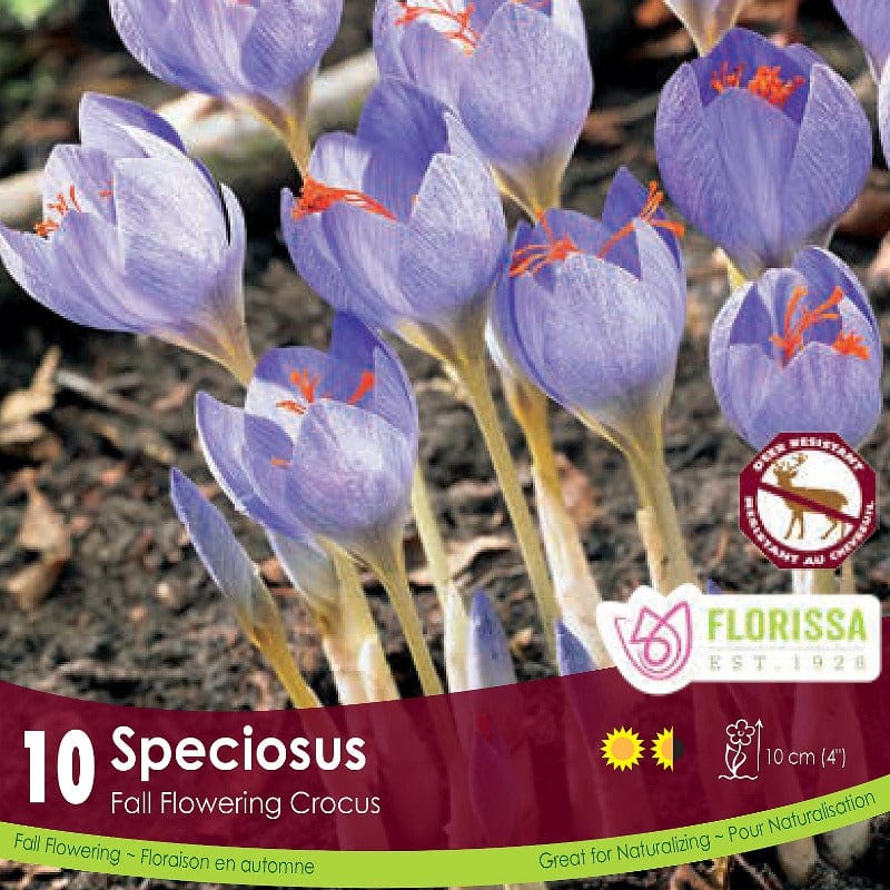 Purple Crocus Speciosus Tops