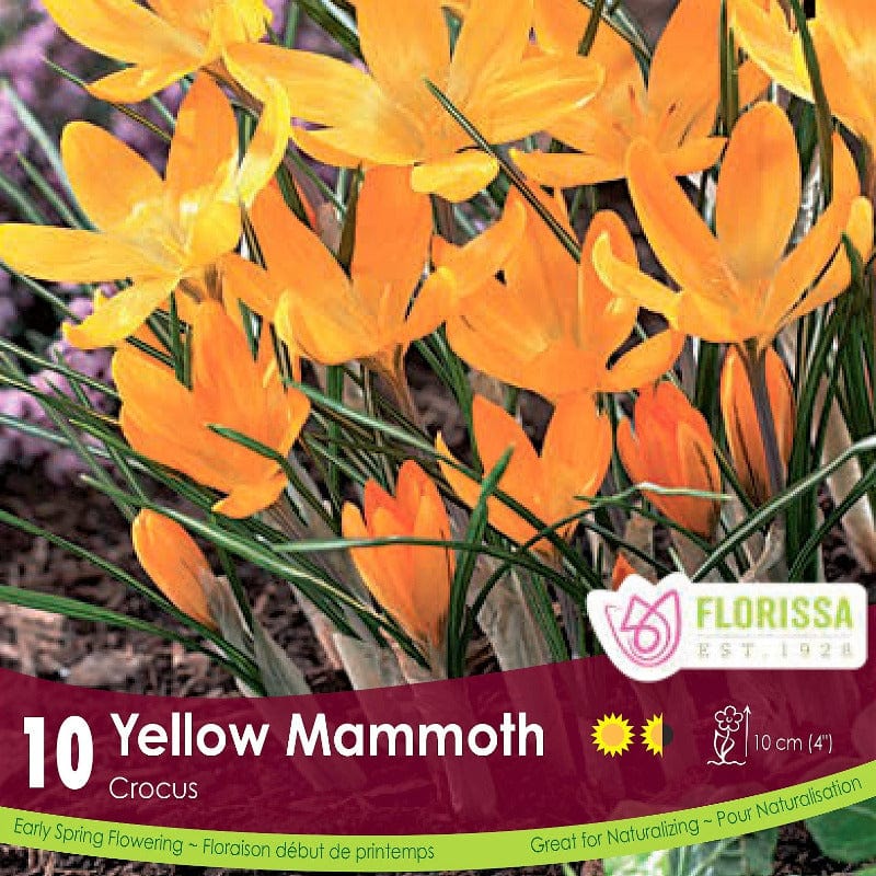 Crocus Yellow Mammoth