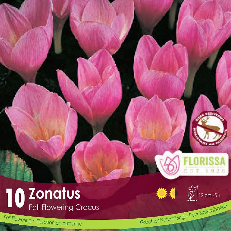 Pink Crocus Zonatus Tops