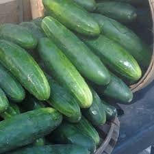 Cucumber Marketmore 76 - Salt Spring Seeds