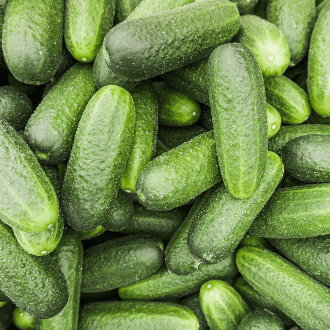Cucumber Marketmore 76 - Salt Spring Seeds