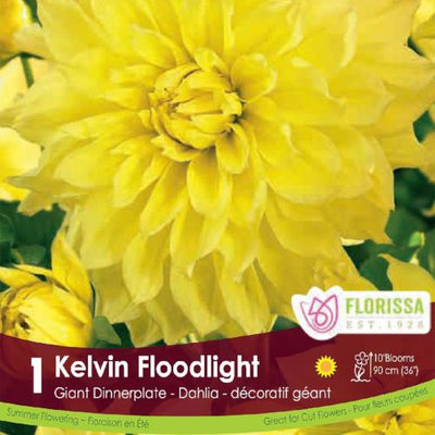 Dahlia Dinnerplate Kelvin Floodlight Yellow Spring Bulb