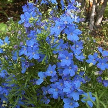 Delphinium Blue Mirror