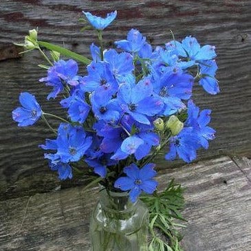 Delphinium Blue Mirror