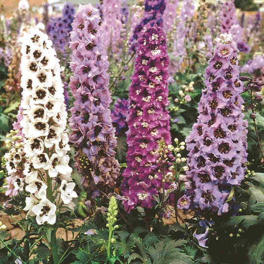 Delphinium Pacific Giants - McKenzie Seeds
