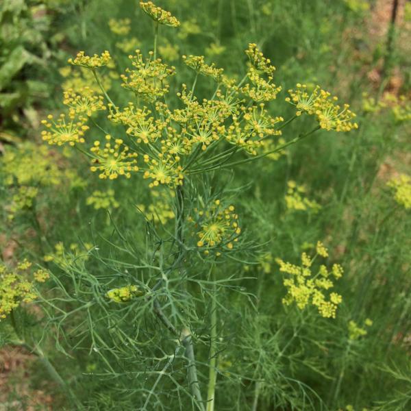 Dill - Good Earth Farms