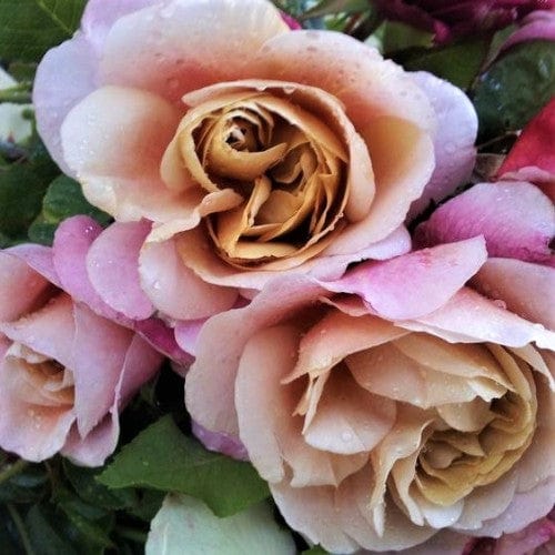 Distant Drums - Weeks Rose