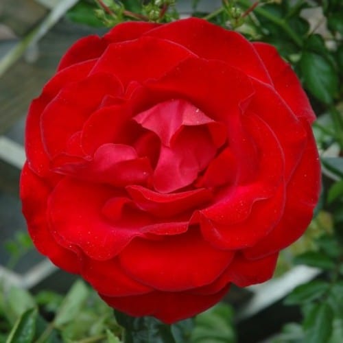 Dublin Bay - Weeks Rose