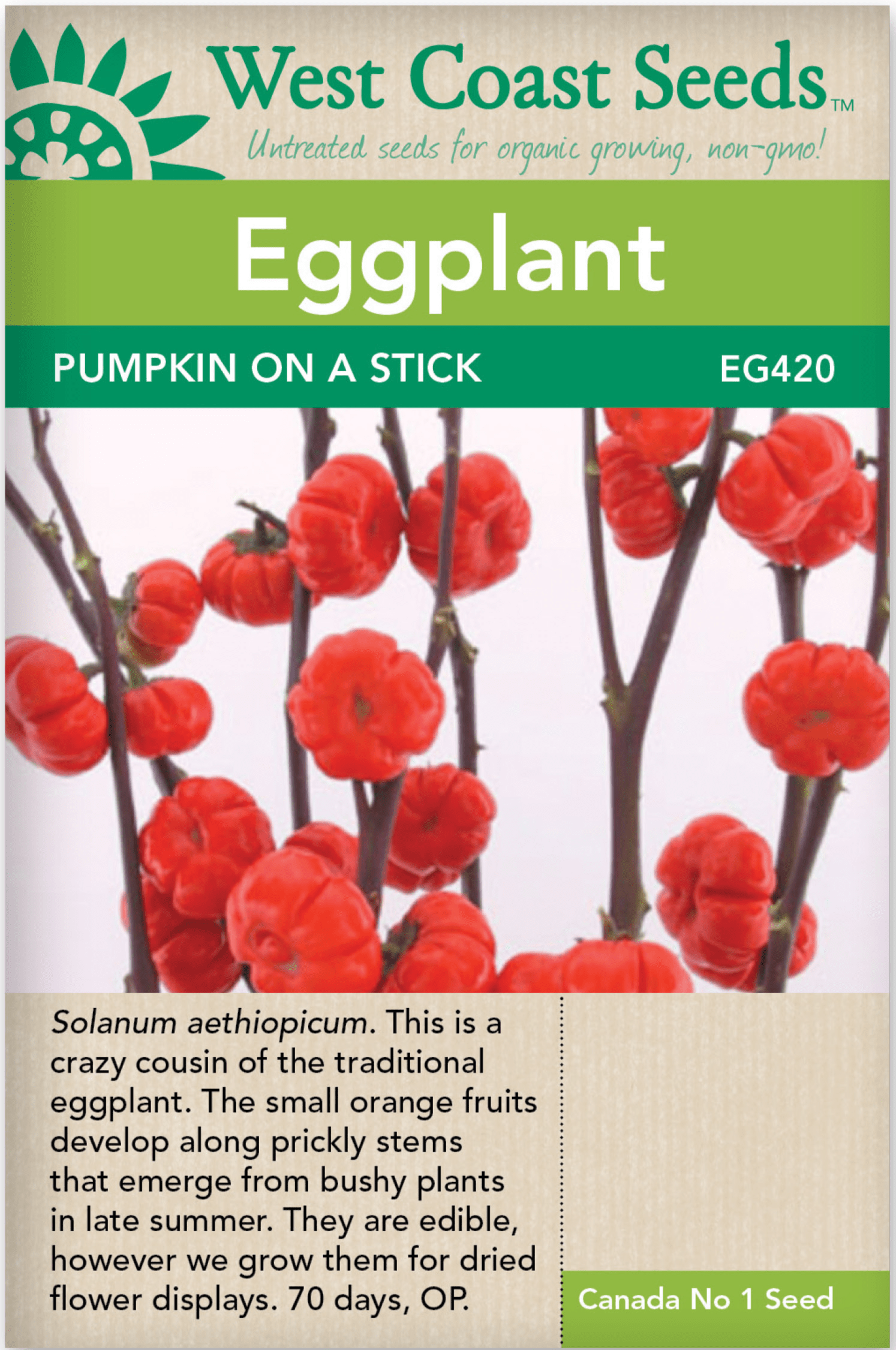 Pumpkin on a Stick (Chinese Scarlet Eggplant) - 10 Seeds