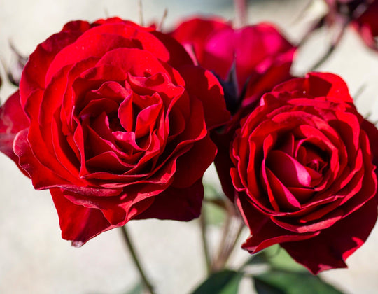 Europeana - Star Roses and Plants