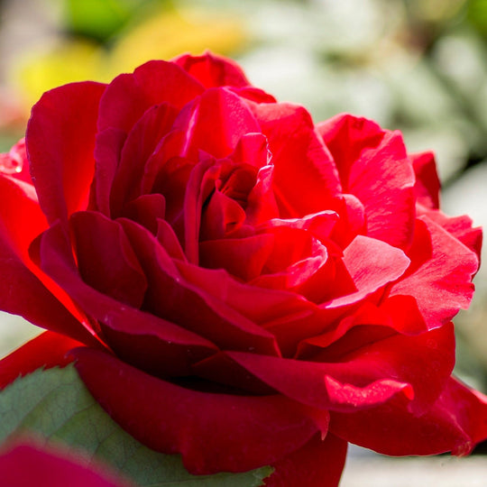 Europeana - Star Roses and Plants