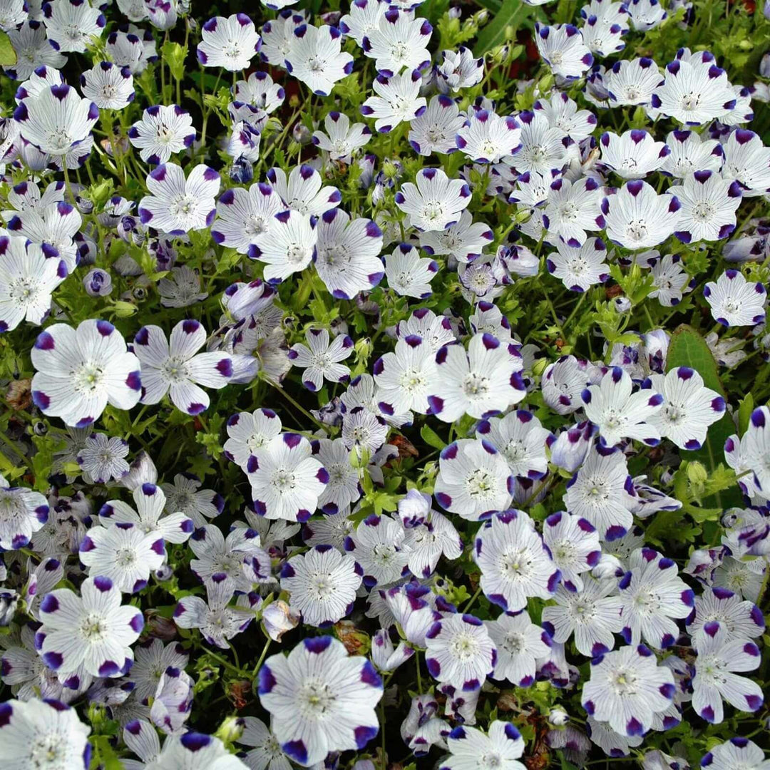 Nemophila Five Spot - Ontario Seed Company