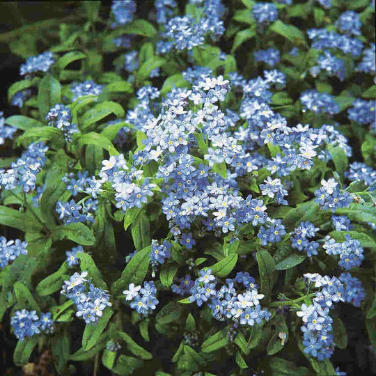 Forget-Me-Not - McKenzie Seeds