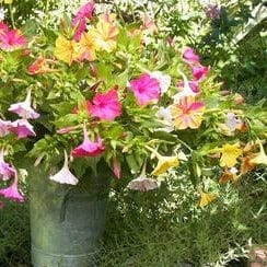 Four O'Clocks Broken Colors - Renee's Garden