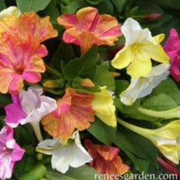 Four O'Clocks Broken Colors - Renee's Garden Seeds