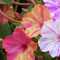 Four O'Clocks Broken Colors - Renee's Garden Seeds