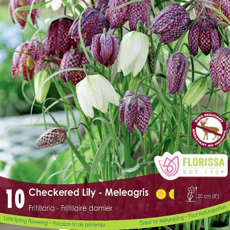 Fritillaria Checkered Lily Meleagris