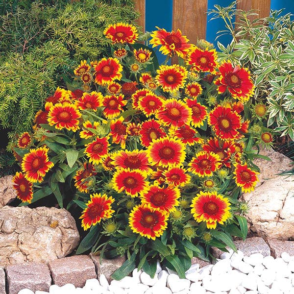 Gaillardia Torchlight