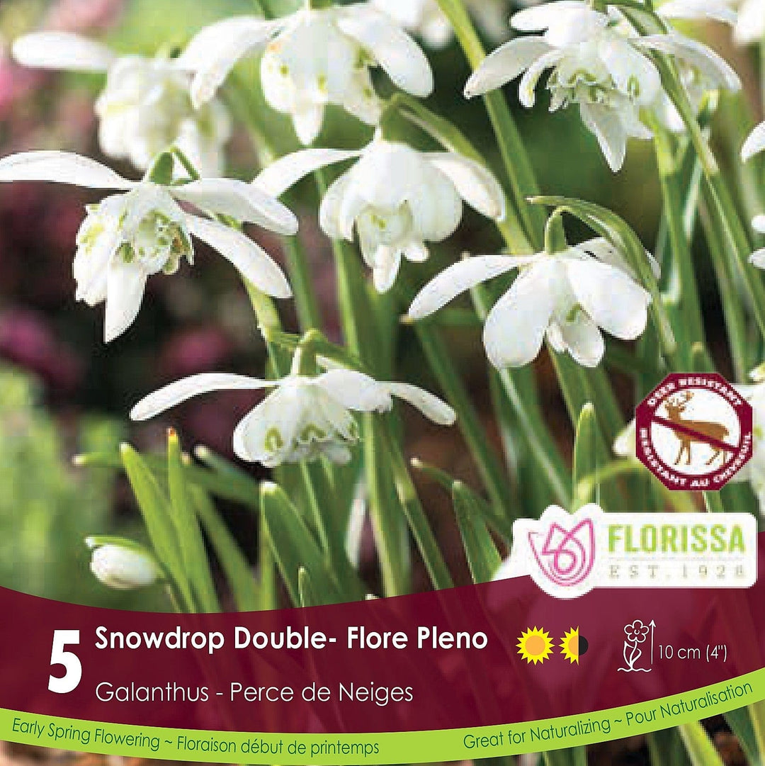 Snowdrops Galanthus Floreo