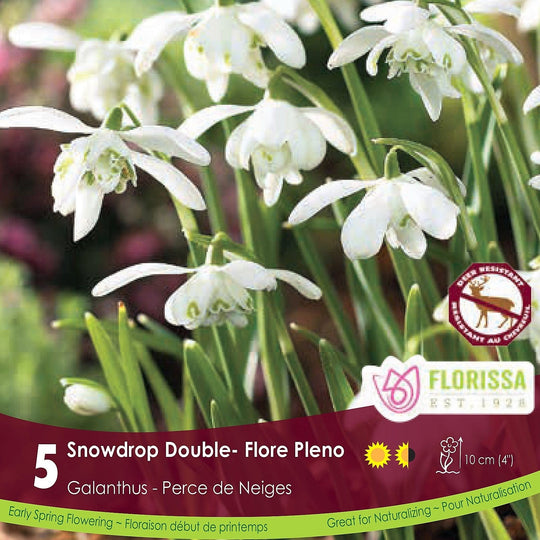 Snowdrops Galanthus Floreo