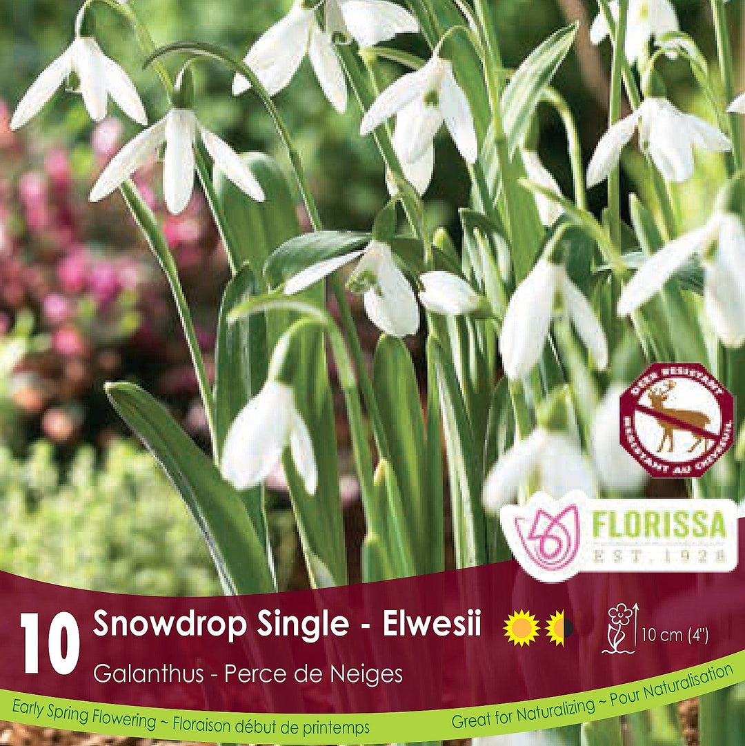 Snowdrops Galanthus Elwesii
