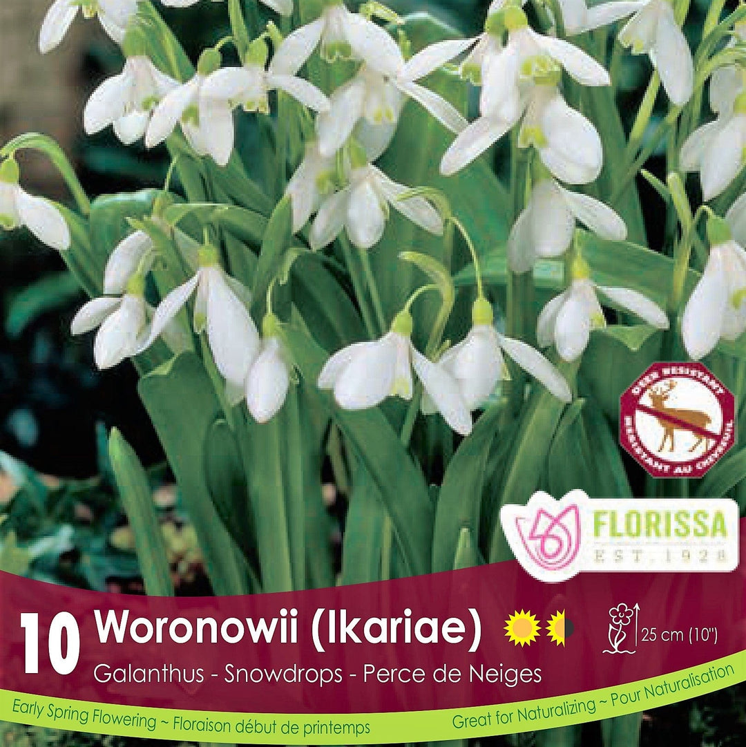 Snowdrops Galanthus Woronwnii