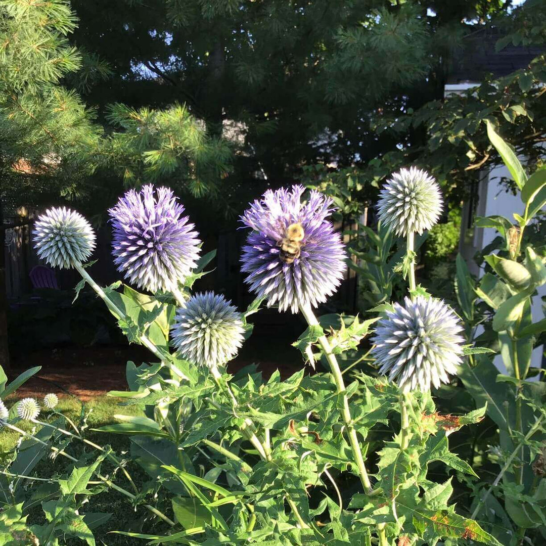 Echinops Globe Thistle - Ontario Seed Company