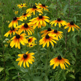 Gloriosa Daisy - Ontario Seed Company