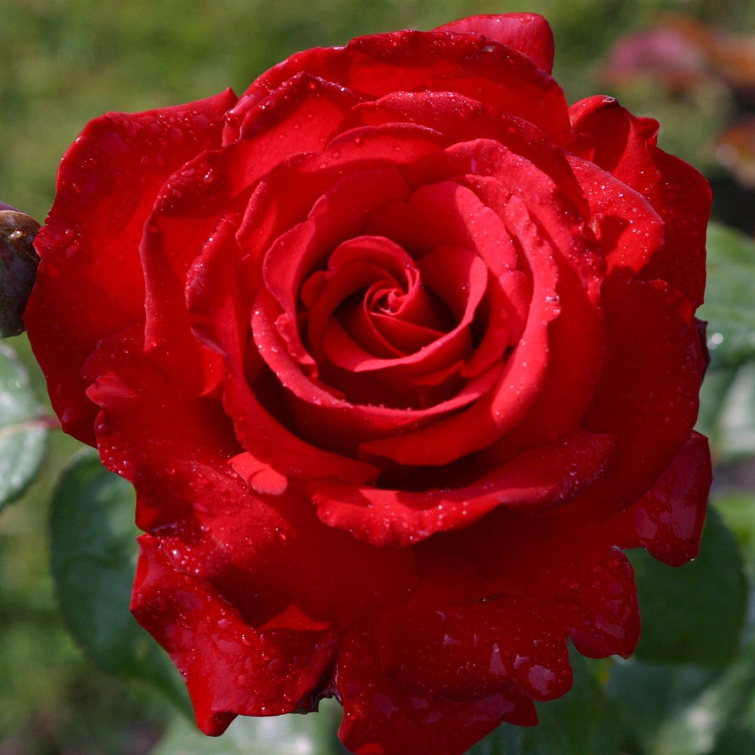 Grande Amore Eleganza - Star Roses and Plants
