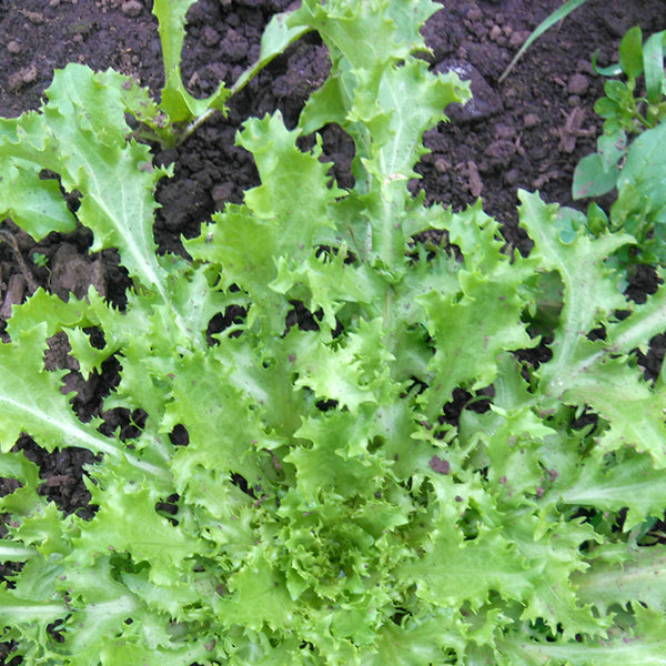 Endive Frisee - Saanich Organics