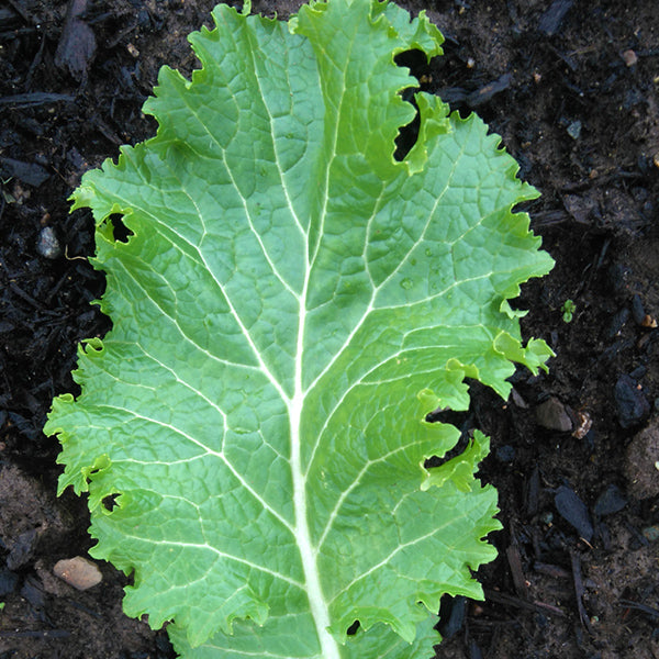 Mustard Green Wave - Saanich Organics