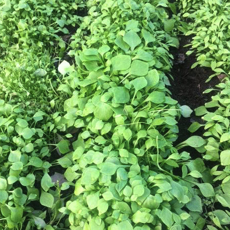 Claytonia Miner's Lettuce - Saanich Organics