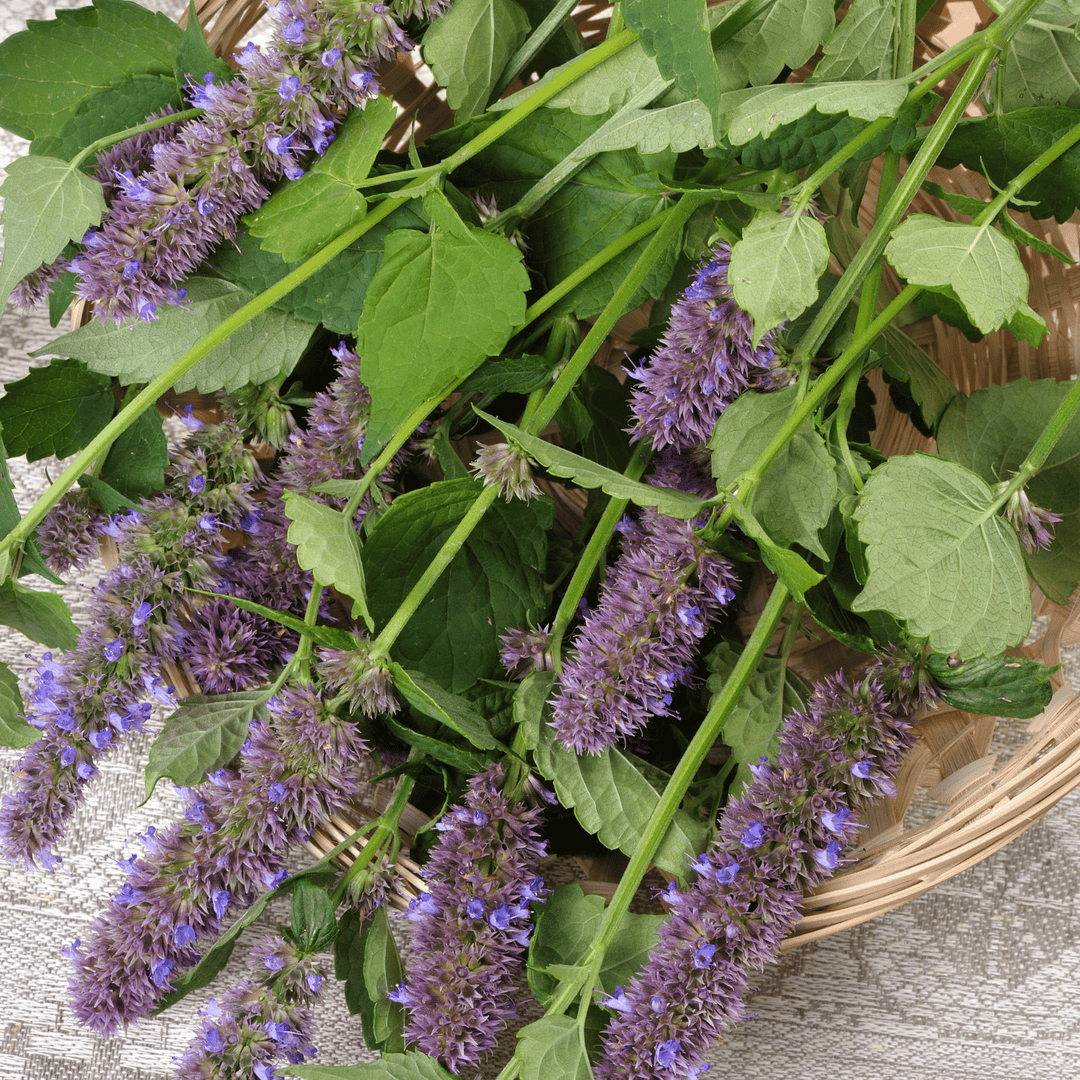Herb Korean Mint - Salt Spring Seeds
