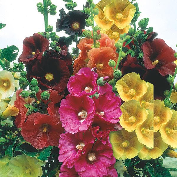 Hollyhock Giant Single Mix