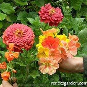 Hummingbird Garden - Renee's Garden