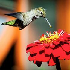 Hummingbird Garden - Renee's Garden