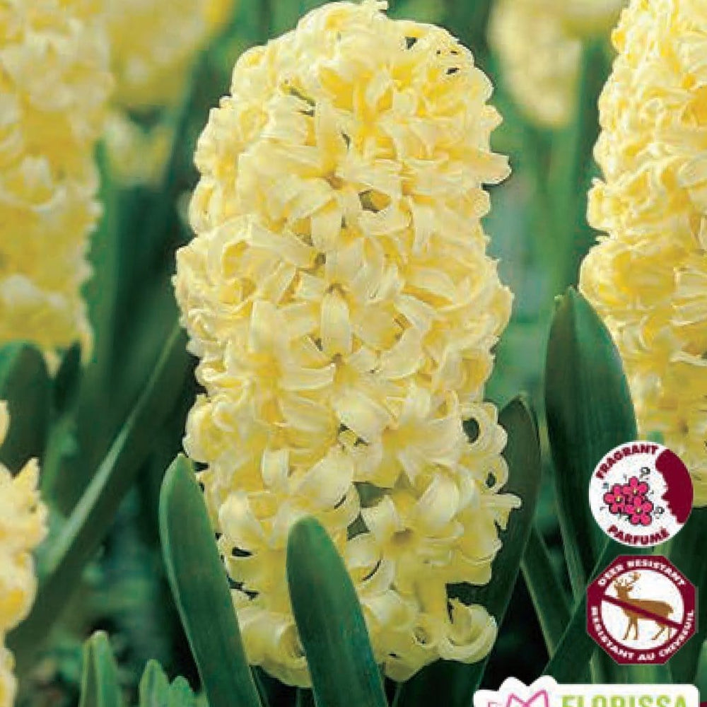 Yellow Hyacinth City of Harlem