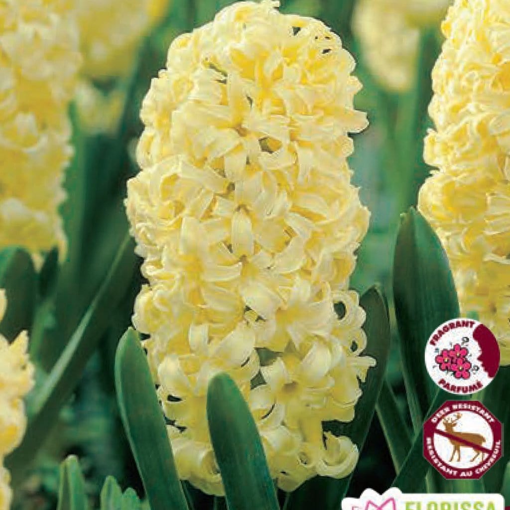 Yellow Hyacinth City of Harlem