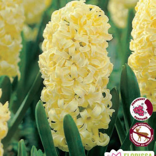 Yellow Hyacinth City of Harlem