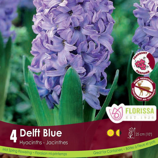 Lavender Hyacinth Delft Blue