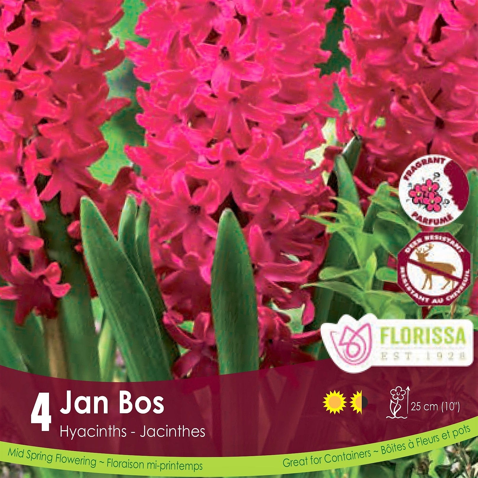 Hot Pink Hyacinth Jan Bos