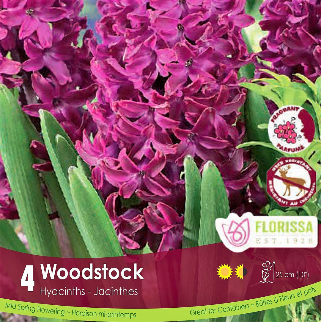 Pink Purple Hyacinth Woodstock