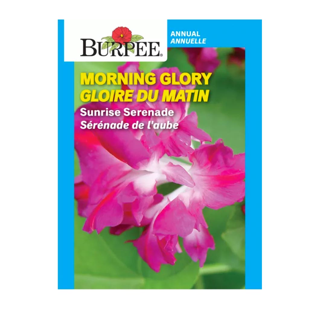 burpee morning glory seeds Morning Glory Sunrise Serenade