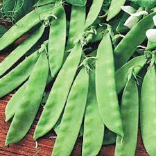 Pea Osayo Endo - Salt Spring Seeds