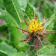 Blessed Thistle - Salt Spring Seeds