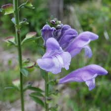 American Skullcap - Salt Spring Seeds