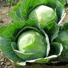 Cabbage Golden Acre - Salt Spring Seeds