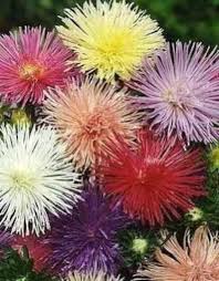 Aster Nova Mix - Salt Spring Seeds