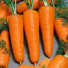 Carrot Chantenay - Salt Spring Seeds
