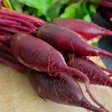 Beet Cylindra - Salt Spring Seeds